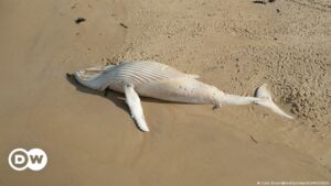 Hallan a rara ballena albina muerta en una playa de Australia | El Mundo | DW
