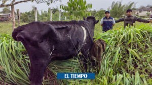 Historia de una vaca maltratada que estaba en un colegio rural del Valle - Cali - Colombia