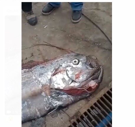 Impactantes imágenes del gigantesco pez remo hallado en Chile