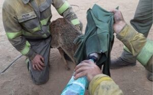 Más de un millón de animales han muerto en España por los incendios de las últimas semanas, según estimaciones