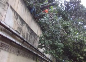 Metro de Caracas reanudó operaciones hacia Caricuao y Las Adjuntas tras remover árbol caído