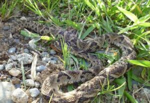 Niño yukpa muere en Maracaibo por mordedura de serpiente