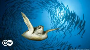 Pescador apuñala a decenas de tortugas marinas protegidas en Japón | El Mundo | DW