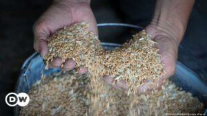 Rusia u Occidente: ¿quién es responsable de la crisis del trigo? | El Mundo | DW