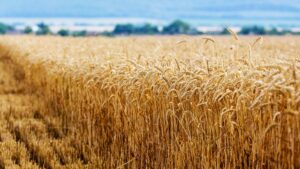 Rusia y Ucrania firmarán hoy un acuerdo para desbloquear las exportaciones de cereales