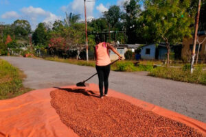 Secretario de alimentación en Miranda negó que sean ellos los que pongan precio al cacao