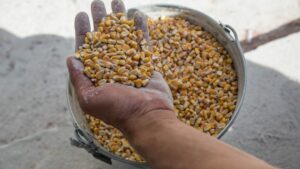 Ucrania ultima los preparativos para retomar las exportaciones de trigo interrumpidas por la guerra