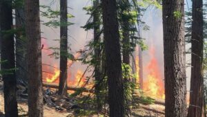 Un incendio amenaza la supervivencia de secuoyas de más de 3.000 años de antigüedad en California