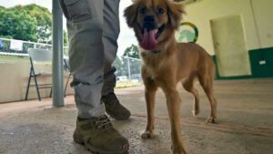 Una cachorra es parte del personal del aeropuerto de Panamá