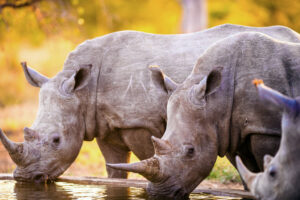 ¡BUENA NOTICIA! Los rinocerontes regresan a Mozambique tras casi quedar extintos gracias a iniciativa turística