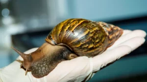¡EN RIESGO! Encontraron un caracol gigante de especie africana en Florida y declararon cuarentena porque podría resultar «devastador»