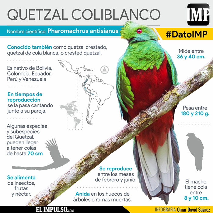 ▷ #DatoIMP El Quetzal coliblanco embellece la cordillera andina #2Jul