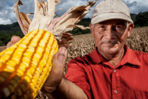 ▷ FAO buscará fortalecer e impulsar el desarrollo de cultivares de maíz en Venezuela #17Jul