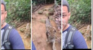 Bióloga desmiente que venezolano caminara con un jaguar en el Darién