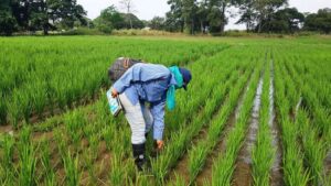 Productores venezolanos aseguran que no hay condiciones para fijar precios de los alimentos
