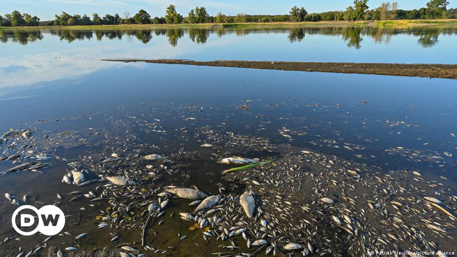 Alemania y Polonia buscan a responsables de desastre en el río Óder | Ecología | DW