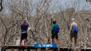 Atlántico: emergencia ambiental por manglares secos en Mallorquín - Barranquilla - Colombia