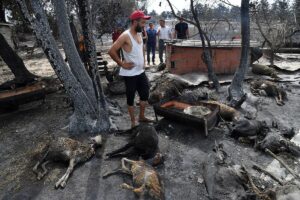 Desolacin en Argelia tras los incendios que han dejado, al menos, 38 muertos