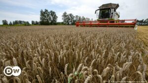 EE.UU. comprará trigo ucraniano para enviarlo a países de África | El Mundo | DW