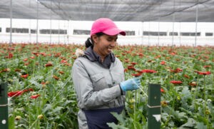 El cultivo de flores en Colombia ofrece espacios de integración social y laboral