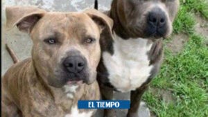 Eutanasia a un perro tras ser apuñalado - Otras Ciudades - Colombia