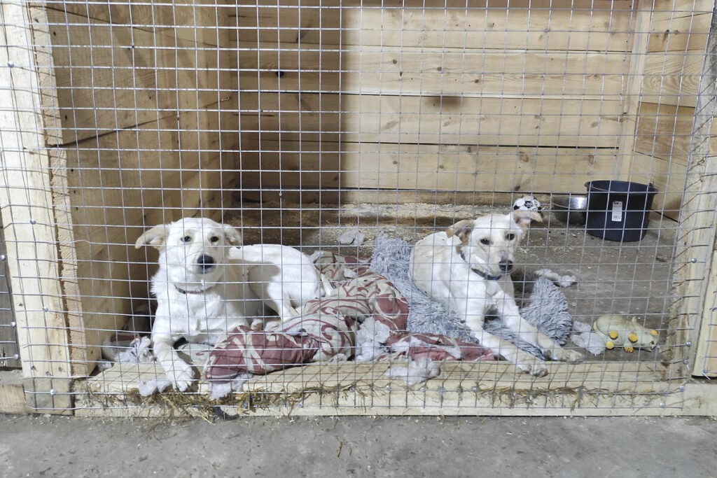 Guerra en Ucrania: El refugio que acoge en Lepolis a los animales rescatados del frente