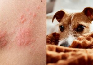 La OMS pide cautela tras transmisión de la viruela del mono de humano a perro
