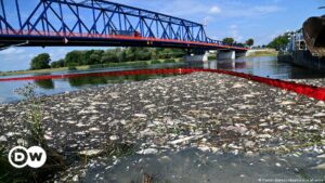 La muerte masiva de peces en el río Oder es una ″señal de alarma para toda Europa″ | Ciencia y Ecología | DW