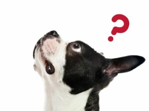 Los perros sin hogar piden menos ayuda a los humanos