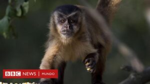 "No debemos matar a los animales por la viruela del mono": el llamado de la OMS para evitar los ataques contra estos primates