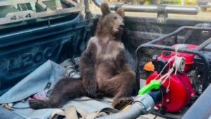 Pequeño oso fue rescatado luego de intoxicarse con "miel loca" (VIDEO)