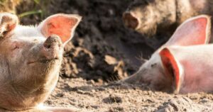 Restaurar la circulación y la actividad celular de órganos de cerdos muertos | Actualidad
