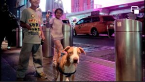 el perrito venezolano que logró llegar a Nueva York después de una larga travesía