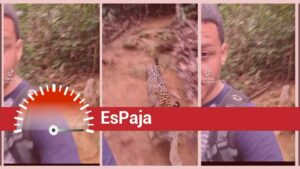¿Video que muestra a venezolano junto a un jaguar se grabó en la selva de Darién?