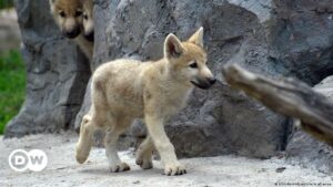 Científicos en China anuncian primer ejemplar clonado de lobo salvaje ártico | Ciencia y Ecología | DW
