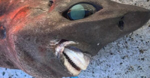 Encuentran un tiburón que parece llevar puesta una dentadura postiza