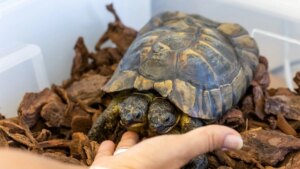 Janus, la tortuga de dos cabezas, cumple 25 años