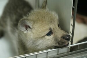 Nace en China el primer ejemplar clonado de lobo salvaje ártico