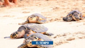 Una tonelada de carne de tortugas carey: capturan a presuntos responsables - Otras Ciudades - Colombia