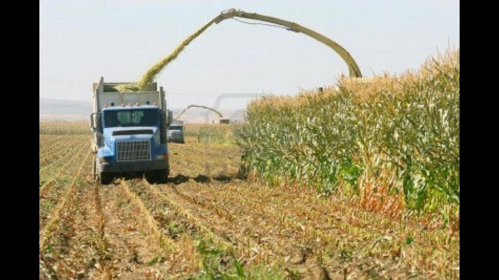 Agrónomos advierten que 20 % de cultivos de maíz en Venezuela se perdió por lluvias