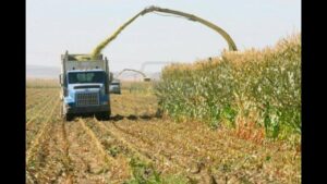 Agrónomos advierten que 20 % de cultivos de maíz en Venezuela se perdió por lluvias