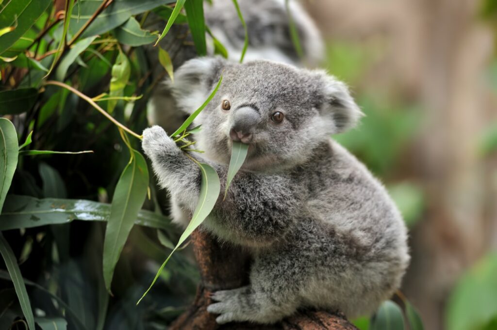 Cosas que no sabías sobre los koalas