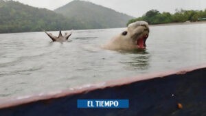 Increíble: otro elefante marino llega a Colombia, en menos de 2 semanas - Cali - Colombia