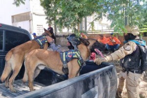 Negro y Hades, los miembros de la brigada canina del Senamecf que trabajan en las labores de recuperación y rescate en Las Tejerías (+Videos)