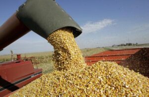 Productores piden aumentar el precio de la cosecha de maíz