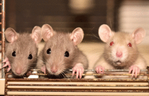 TELEVEN Tu Canal | Radiación de terahercios estimula crecimiento de células en ratones