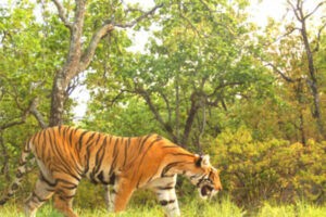 Un tigre "devorador de hombres", abatido tras matar a nueve personas en la India