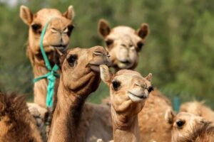 la "gripe del camello" es la nueva amenaza del Mundial