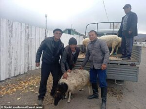 ¡ABSURDA! La estrategia de Rusia para reclutar soldados: regalar ovejas y harina a sus familias