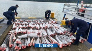 Así hallaron barco con 114 tiburones cazados y mutilados en el Pacífico - Cali - Colombia